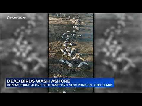 Dozens of dead birds line Sagg Pond; Suspected bird flu