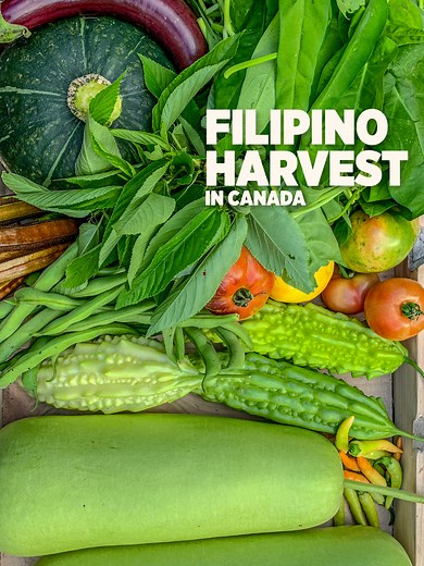 Filipino Vegetable Gardening: Homegrown Favorites in a Canadian Garden
