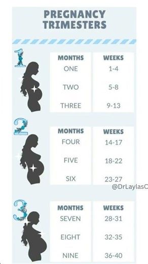 Your Pregnancy By Weeks, Months and Trimester
