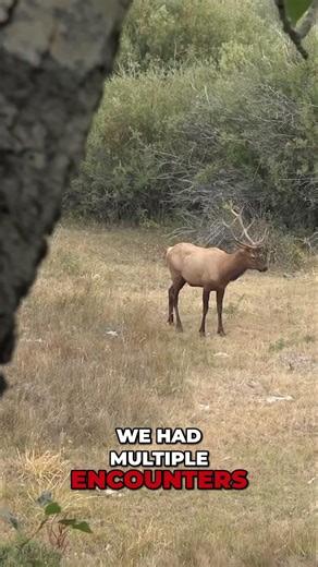 Montana Elk Hunt: Patience Tested as Time Runs Out! 🫎⏳