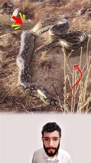 خروج وحش الأعماق.. أضخم أفعى بايثون ستراها في حياتك!#youtubeshorts