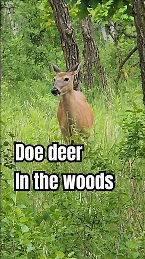 Doe deer walking in the woods