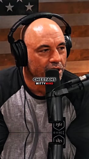 WittyMind on Instagram: "Why Cheetahs Are Friendly With Humans"