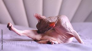 Egyptian sphinx cat licking himself while sitting on the bed. Close-up of a bald cat licking his body. Slow motion