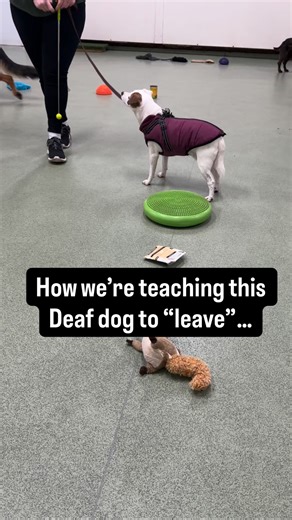 How can you teach a Deaf dog to “leave” when they can’t hear you and they’re looking at the distraction? 🤔 We used a target stick to teach Mabel to “leave” - so that she knows when it waves in front of her, she shouldn’t engage with (or eat) the distraction. This is a really important skill as it will help to keep Mabel safe when out on walks, we just had to get creative with it! Want to train with us? @perfectdogtraining #dogtraining #deafdog #jackrussell #rescuedog #dogs #doglover | Perfect D