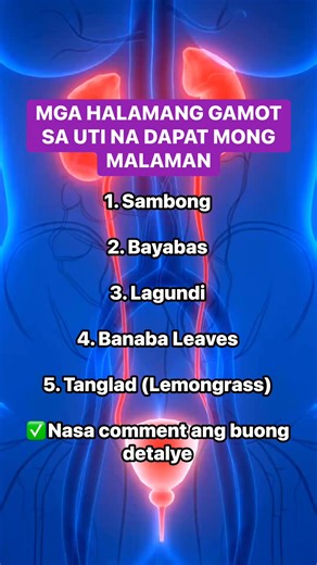 🌿 Mga Halamang Gamot sa UTI na Dapat Mong Malaman! #seniors #seniorhealth #healthyliving #healthylifestyle #health #healthiswealth #healthtips #healthandwellness #wellness #wellnesstips #uti #halamanggamot | Go Organique Main