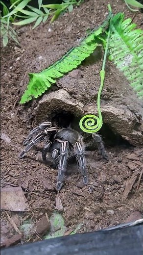 Beautiful Zebra Tarantula Up Close 🕷️