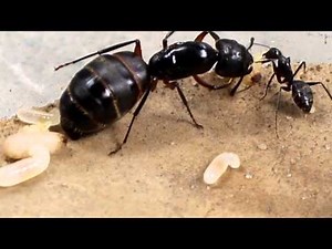Tar Heel Ants Camponotus spp. Video Journals 2013