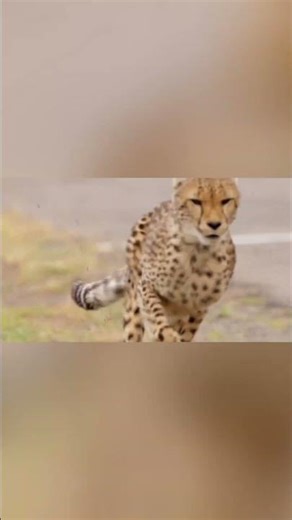 Cheetah vs. Formula E: The Ultimate Speed Showdown #shorts