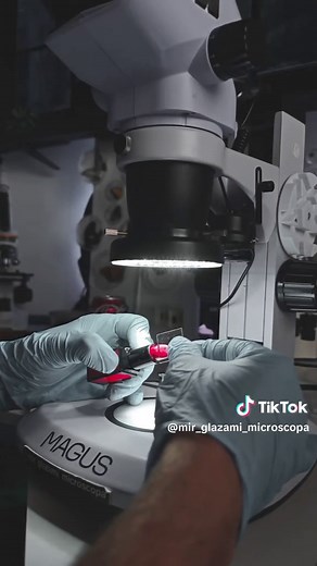 Exploring Levenhuk MED 45D and Magus Stereo 7B Microscopes