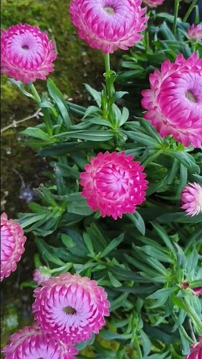 Hot Pink Bloom That Steals the Spotlight