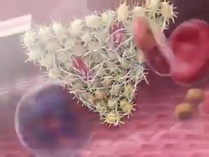 1.6K views | Wound healing Process. | Beyond Ageless Beauty | Facebook