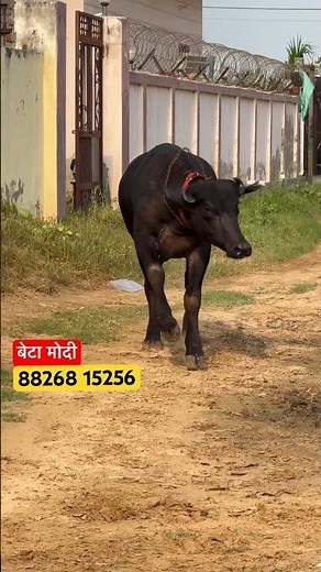 🏇🏻Azad Flow (Patla Sa Chora) @RPSingh1857 | Azad Khanda Kheri | Desi Hip Hop New Haryanvi song