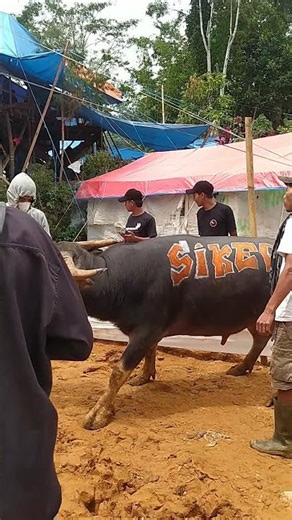 the buffalo is ready to enter the fighting arena