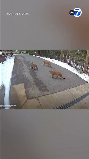 Three mountain lions prowl through California neighborhood