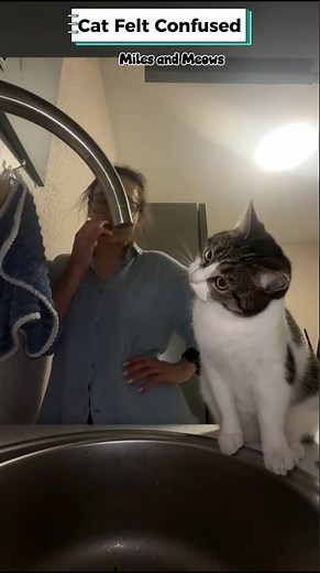 ​Funniest Confused Cat Moments You Need to See! 🐾😸