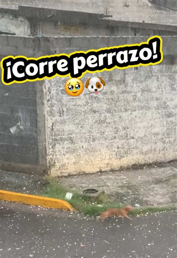 Nos agarró la granizada el 20 de abril de 2026, en Monterrey nuevo León, algunos les fue mal, pero a otros les fue peor 🥹 como aeste perrito. Espero que esté bien.