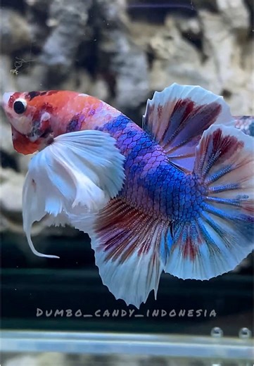 Dumbo Ear Multicolor 💜💙🩷❤️🩵 @dumbo_candy_indonesia2 #livehighlights #trendvelocity #dumbo_candy_indonesia #tiktoklive #livetiktok #halfmoon #cupanghiasindonesia #TikTokLIVE #cupanghias #ikancupanghiasindonesia #ikancupanghias