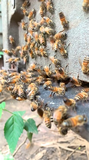 ទឹកឃ្មុំ​វីប៊ី​_Webee on Instagram: "🐝 It’s flight school day for young bees! ✨ They take short, circling flights to learn the hive’s location before exploring the world of flowers. 🌼 Tiny pilots in training! 💛 #BeeLife #NewBees #FirstFlight #BeeColony #NatureWonder"