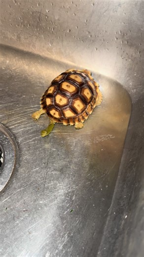Letting Boris soak tonight and he gave us a poop surprise! #sulcatatortoises #sulcata #tortoise #reptile #poop