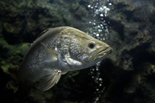 Barramundi Fish