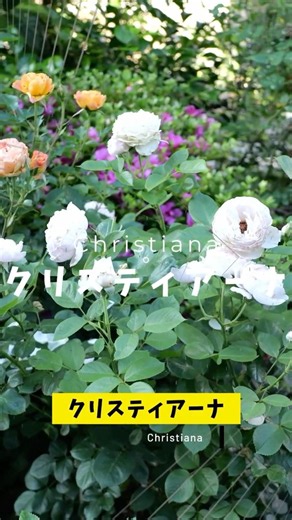 Christiana May 30, 2026 May 25, 2026 9 varieties of roses and edible plants