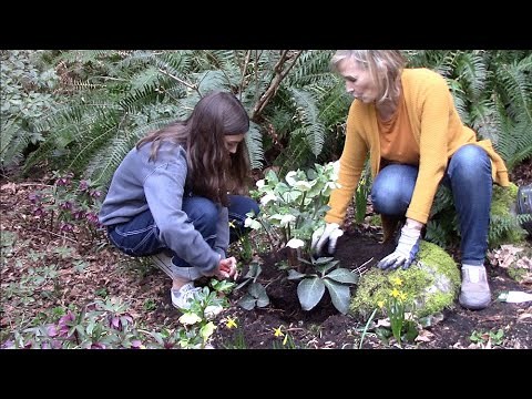 Planting Hellebore