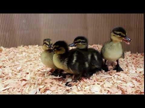 Mallard Ducklings