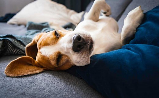 Why Do Dogs Sleep On Their Backs? These 5 Reasons Are Weirdly Sweet