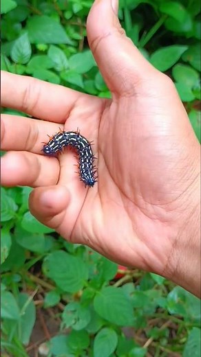 Black Caterpillar #nature #insects #caterpillar #wildlife #animals