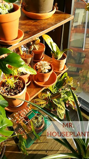 Today's video is about Echeveria Potting in Soil 😊 Let me know if you have any questions. | Mr. Houseplant