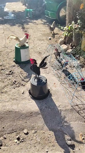 Exploring the Micro Bantam Serama Breed