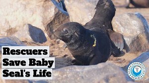 Rescuers Save Baby Seal's Life.mp4