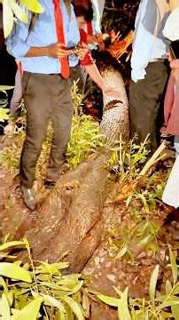 গত ১৫.৩.২০২৬ ইং তরিখ জামালপুর রেললাইনের উপর গাছ পড়ে ট্রেন চলাচল ব্যাহত হয়…..