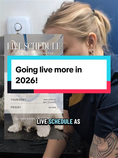 Live Dog Grooming Sessions on TikTok