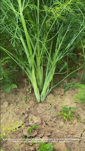 Fresh fennel harvesting process