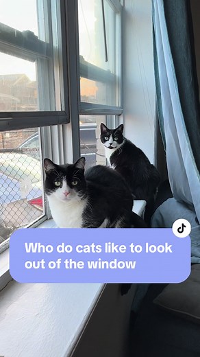 Cat Staring Out Window: The Meaning Behind Your Pet's Behavior