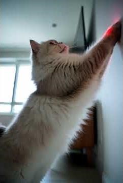 Cat vs. Laser Pointer: The Ultimate Showdown! 😼🔴 #shorts #funny #animals