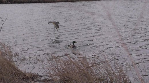 "Watching a duck in flight as he locks up and heads to the decoy spread is simply beautiful. The graceful motion of the wings and tail feathers is truly magnificent. Here a single greenhead locks onto a MOJO Mallard. Lucky for Mr. Mallard, we were done for the day." From our longtime friend, Marty Fischer of Marty Fischer's Wing & Clay Nation. | Mojo TV