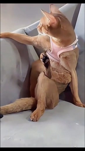 3.8K reactions · 415 shares | A cat's talent for imitation #cat #kitten #cutecat #funny #funnycat #cats #cute #animal #funnyanimals #cutekitten #catsofinstagram #catlife #fyp | CatDog TheBest | Facebook