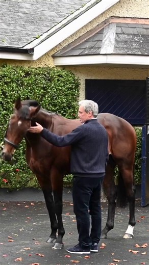 “I’ve just had a look at Delacroix and what an impressive horse he is” - Simon Marsh Dual Group 1 winner by sire-of-sires Dubawi and out of the outstanding racemare Tepin, DELACROIX represents the perfect outcross to Sadler’s Wells, Danehill, and Green Desert-line mares 💙 #CoolmoreSires #HomeOfChampions | Coolmore Stud