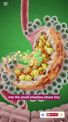 What Happens Inside Your Body When You Eat Masala Dosa? | 3D Animation #reels #youtubeshorts #shorts