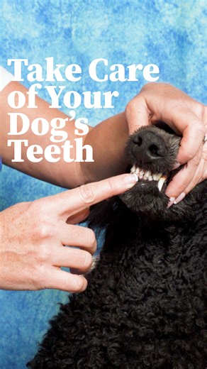 As with all things hygiene, you must take care of your dog's teeth! Keep them diligently clean - make teeth cleaning part of your regular grooming routine. You can learn more about this in one of our grooming courses such as "Grooming Essentials: Success Starts in the Bath"! Some dogs may be missing teeth - and it depends on the breed standard as to whether this is a fault or disqualification. Keep all things about your dog's bite and dentition in mind when showing them and considering breeding.