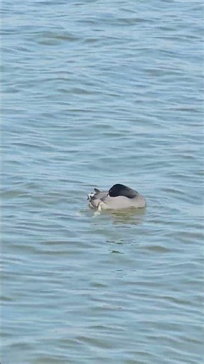 American Coot - Mud Hen (Not a Duck)