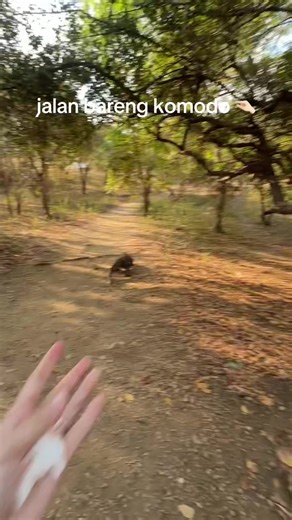 Momen Berjalan dengan Komodo di Pulau Komodo