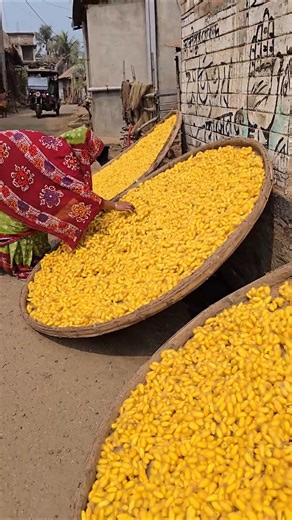 Amazing Silk Making Complete Process Using Silkworms #shorts