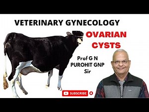 Uncovering the Secrets of Animal Ovarian Cysts: What You Need to Know!