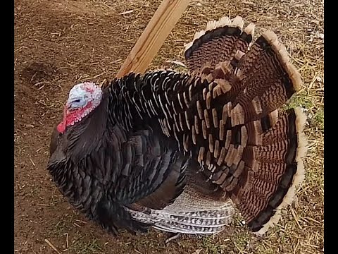 Examples of Rare Heritage Turkey Mixes: Red Palm, Rusty Black, etc