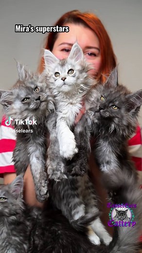 Coffee-Themed Names for Maine Coon Cats