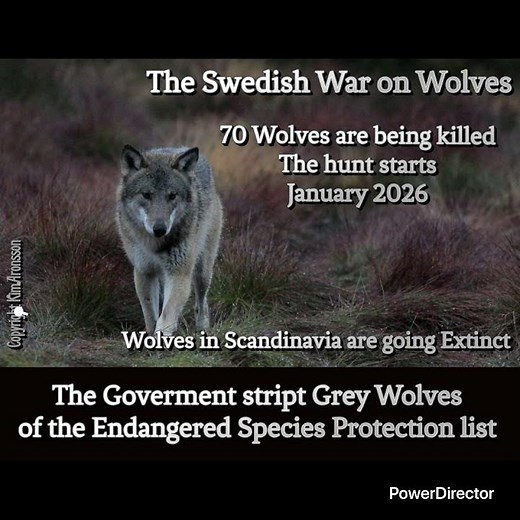 The Swedish wolfhunt 2026. Swedens wolves are going extinct !